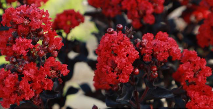 Crape Myrtle Black Diamond® Radiant Red™ - 2 Gallon