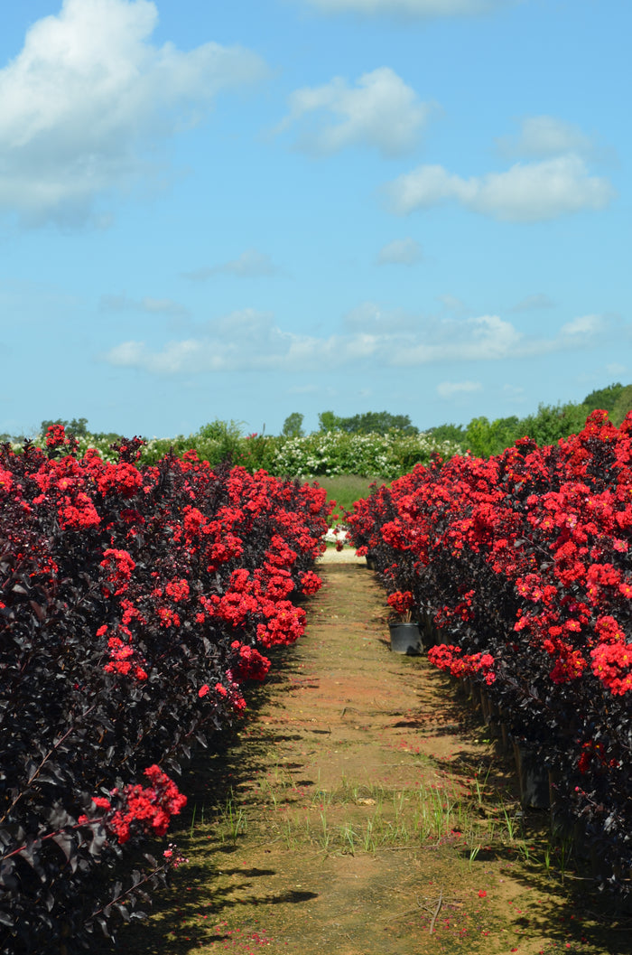 Crape Myrtle Black Diamond® Radiant Red™ - 2 Gallon