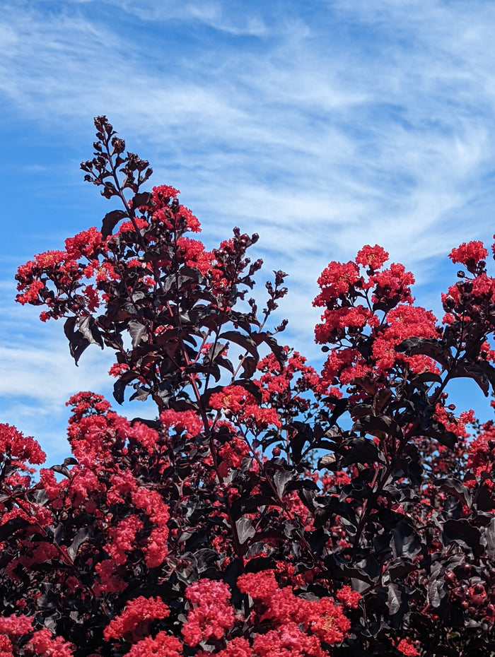 Crape Myrtle Black Diamond® Radiant Red™ - 2 Gallon