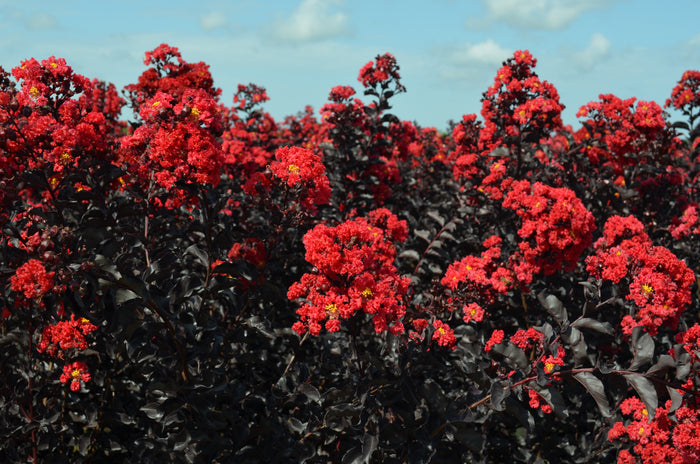 Crape Myrtle Black Diamond® Radiant Red™ - 2 Gallon