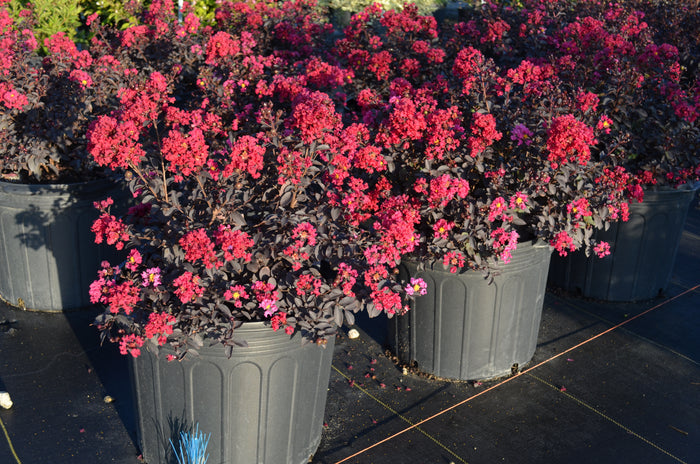 Crape Myrtle Diamondettes® Cherry Marquis™ - 2 Gallon