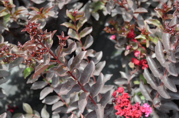 Crape Myrtle Diamondettes® Cherry Marquis™ - 2 Gallon