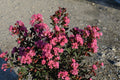 Crape Myrtle Diamondettes® Pink Marquis™ - 2 Gallon