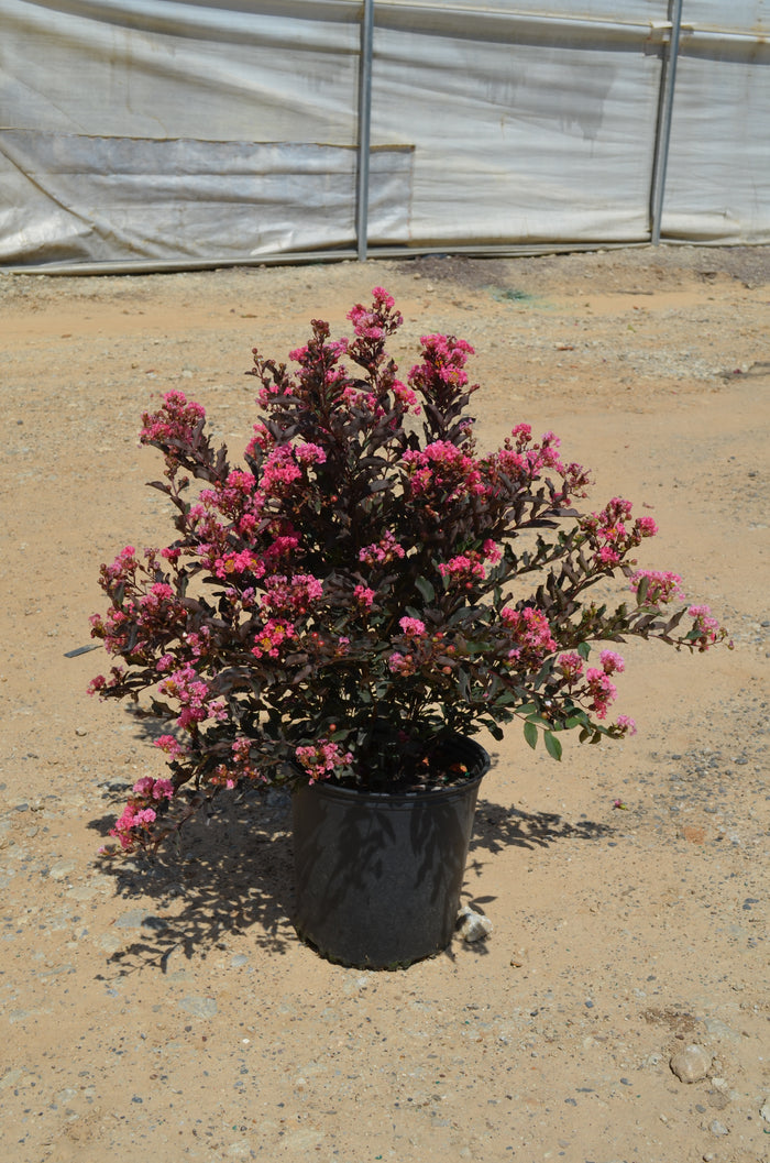 Crape Myrtle Diamondettes® Pink Marquis™ - 2 Gallon
