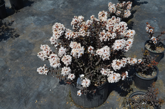 Crape Myrtle Diamondettes® Silver Marquis™ - 2 Gallon