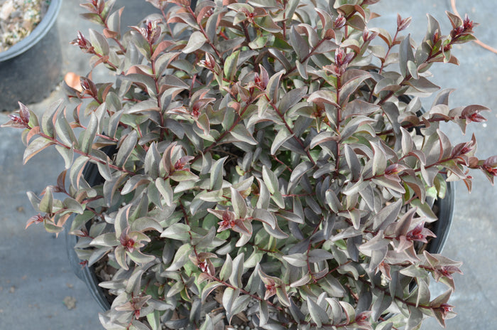 Crape Myrtle Diamondettes® Silver Marquis™ - 2 Gallon