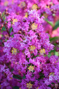 Crape Myrtle Emerald Empire® Amethyst King™ - 2 Gallon