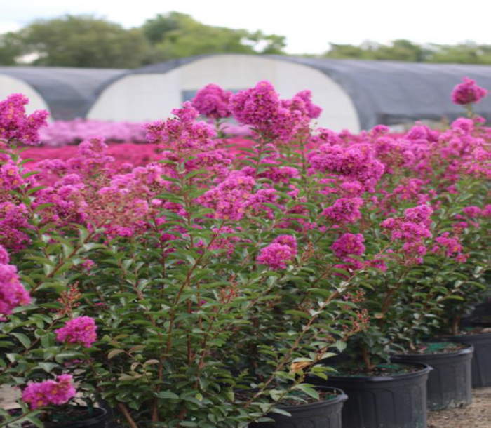 Crape Myrtle Emerald Empire® Amethyst King™ - 2 Gallon