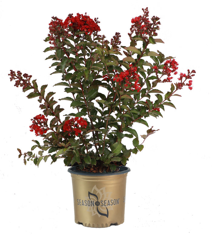 Crape Myrtle Emerald Empire® Garnet King™ - 2 Gallon