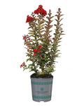 Crape Myrtle Emerald Empire® Garnet Queen™ - 2 Gallon