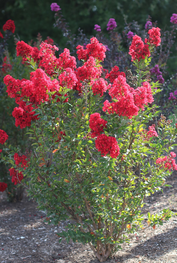 Crape Myrtle Emerald Empire® Garnet Queen™ - 2 Gallon