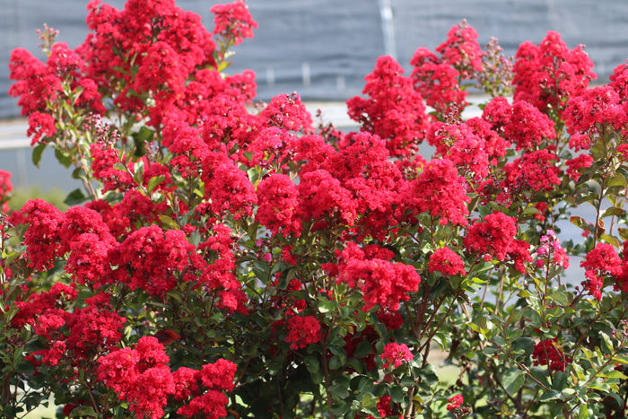 Crape Myrtle Emerald Empire® Garnet Queen™ - 2 Gallon