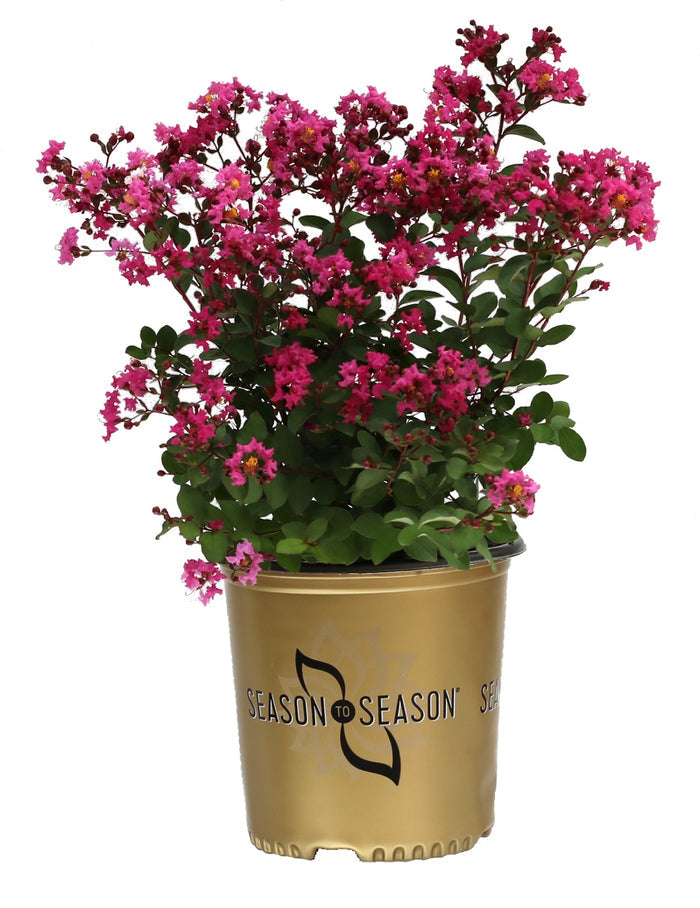 Crape Myrtle Emerald Empire® Pink Bijou™ - 2 Gallon