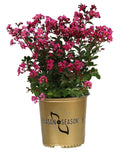 Crape Myrtle Emerald Empire® Pink Bijou™ - 2 Gallon
