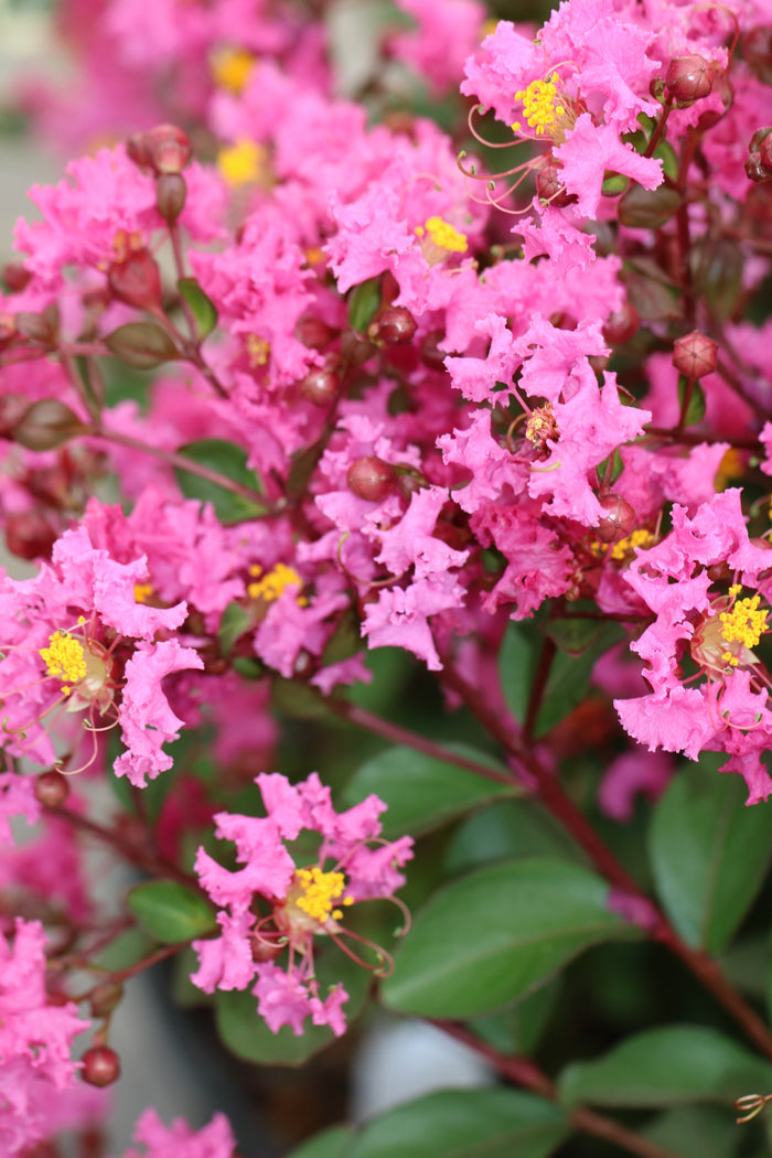 Crape Myrtle Emerald Empire® Pink Bijou™ - 2 Gallon