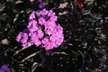 Crape Myrtle Tropical Beverly Hills™ - 2 Gallon