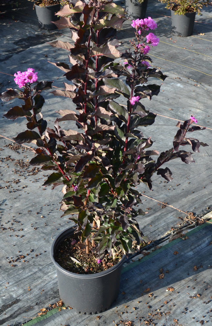 Crape Myrtle Tropical Beverly Hills™ - 2 Gallon