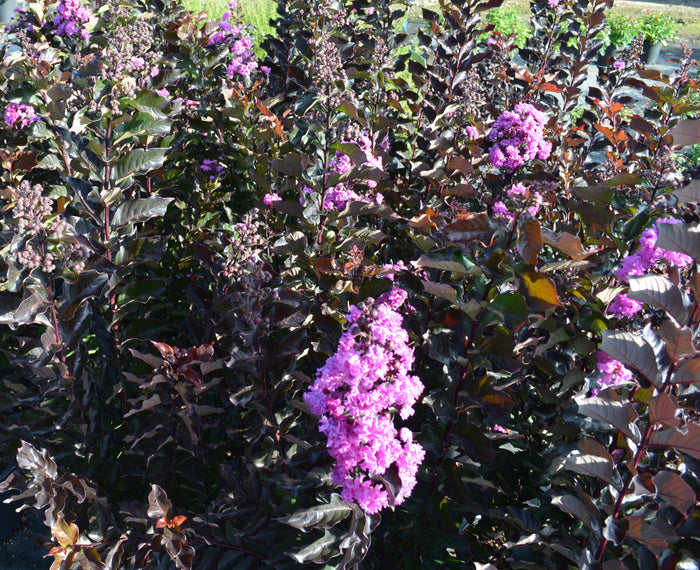 Crape Myrtle Tropical Beverly Hills™ - 2 Gallon