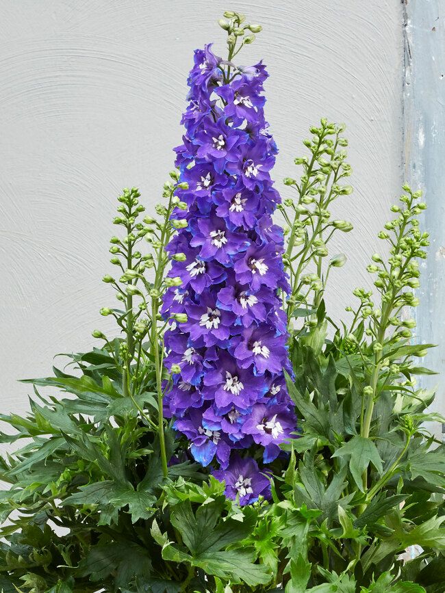 Delphinium Delgenius™ Glitzy  - 2 Gallon