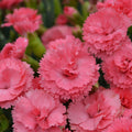 Dianthus Fruit Punch® Classic Coral - 1 Gallon