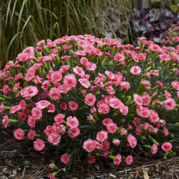 Dianthus Fruit Punch® Classic Coral - 1 Gallon