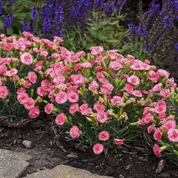 Dianthus Fruit Punch® Classic Coral - 1 Gallon