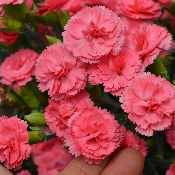 Dianthus Fruit Punch® Classic Coral - 1 Gallon