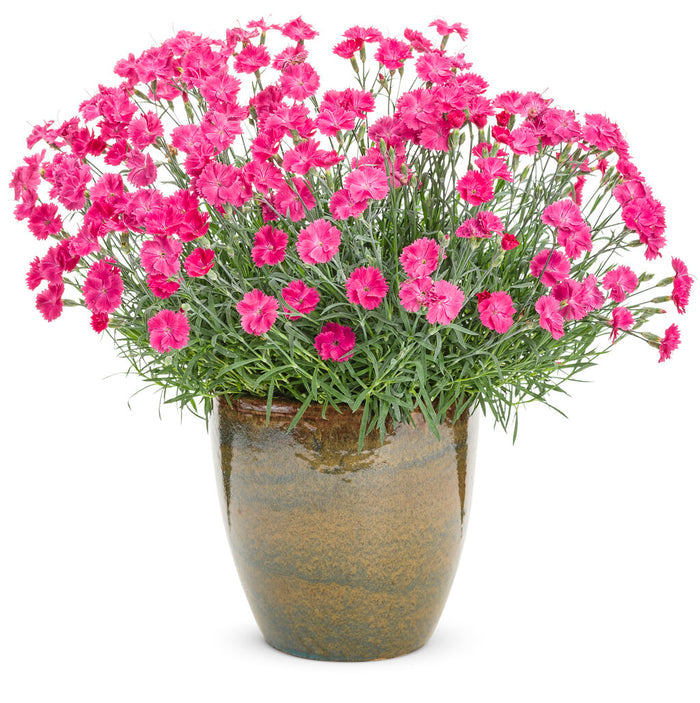 Dianthus Paint the Town Magenta - 1 Gallon