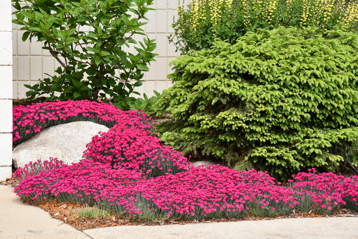 Dianthus Paint the Town Magenta - 1 Gallon
