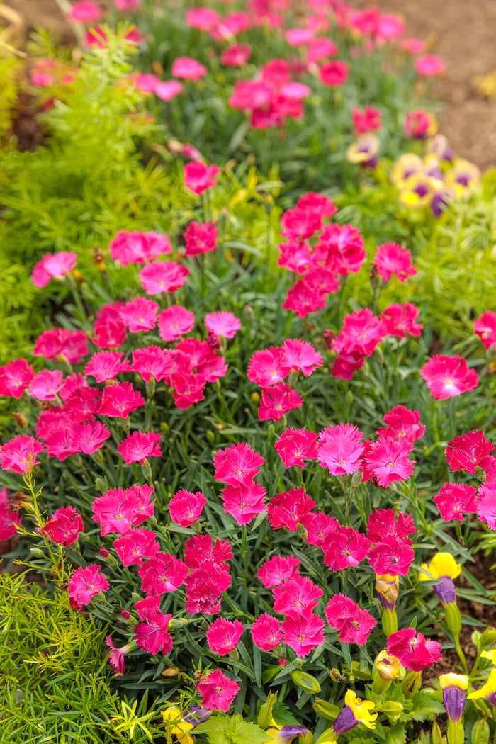 Dianthus Paint the Town Magenta - 1 Gallon