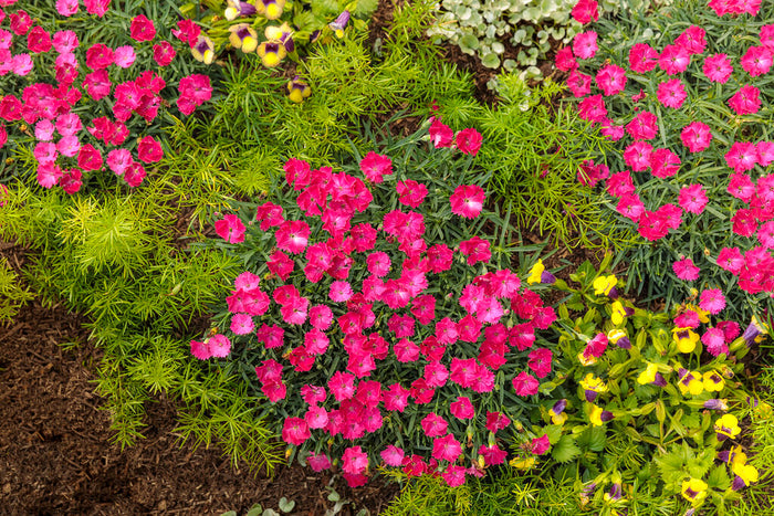 Dianthus Paint the Town Magenta - 1 Gallon