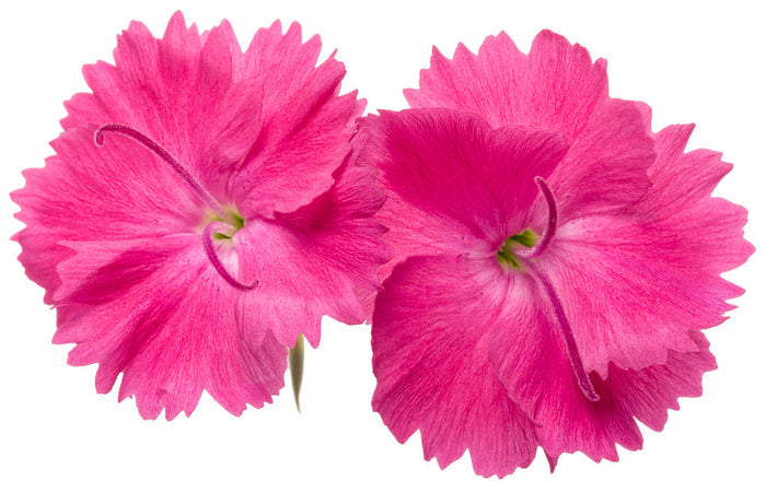 Dianthus Paint the Town Magenta - 1 Gallon