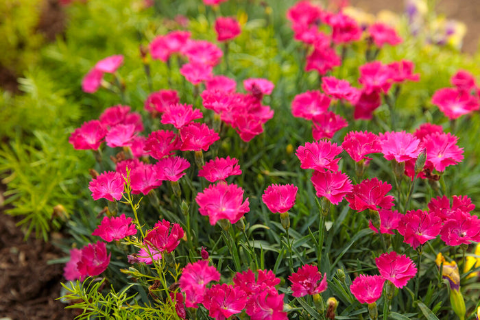 Dianthus Paint the Town Magenta - 1 Gallon
