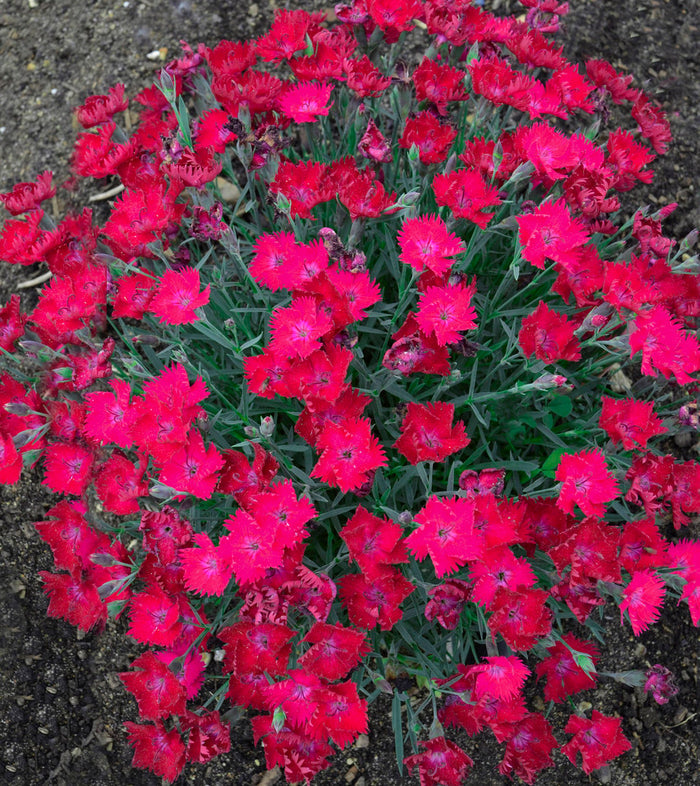 Dianthus Paint the Town Magenta - 1 Gallon