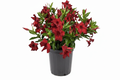 Dipladenia Sundenia® Red Improved  - 2 Gallon