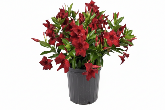 Dipladenia Sundenia® Red Improved  - 2 Gallon