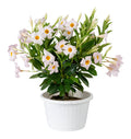 Dipladenia Sundenia® White - 2 Gallon