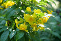 Esperanza Chicklet® Gold - 2 Gallon