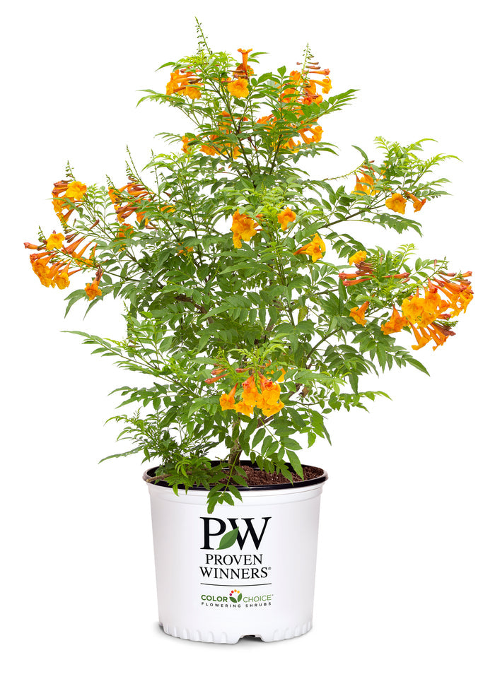 Esperanza Chicklet® Orange - 2 Gallon