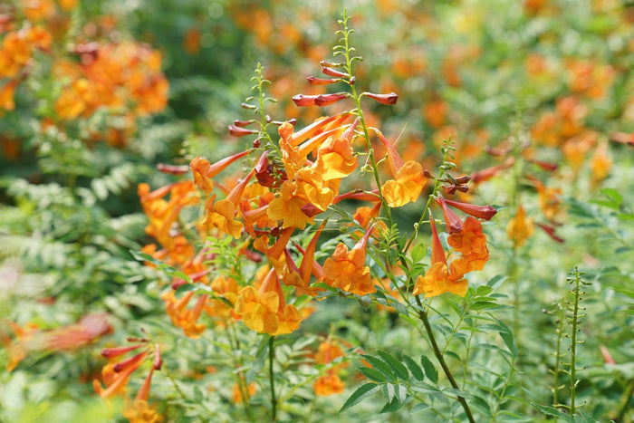 Esperanza Chicklet® Orange - 2 Gallon