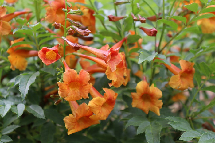 Esperanza Chicklet® Orange - 2 Gallon