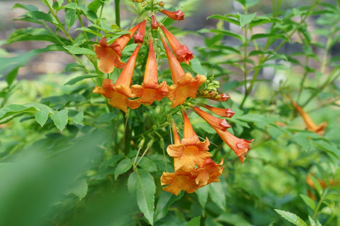 Esperanza Chicklet® Orange - 2 Gallon