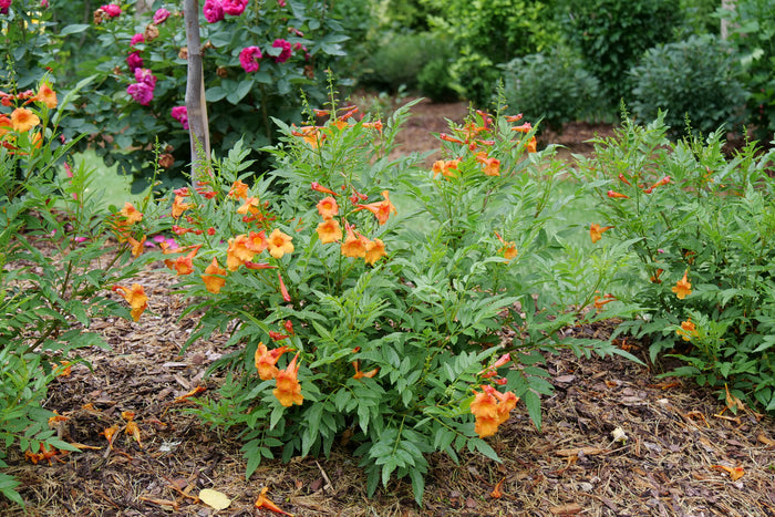 Esperanza Chicklet® Orange - 2 Gallon