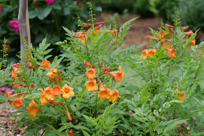 Esperanza Chicklet® Orange - 2 Gallon