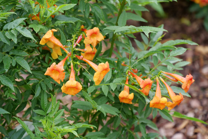 Esperanza Chicklet® Orange - 2 Gallon