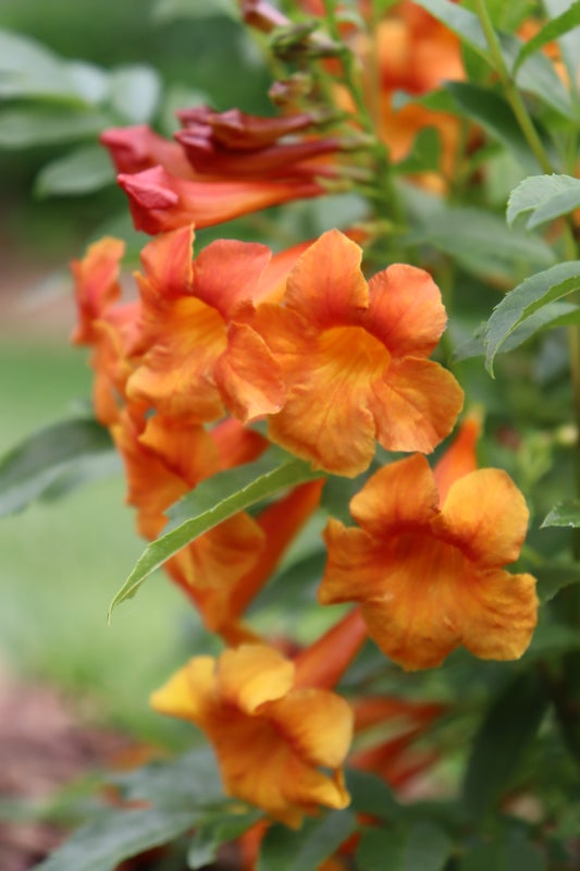 Esperanza Chicklet® Orange - 2 Gallon