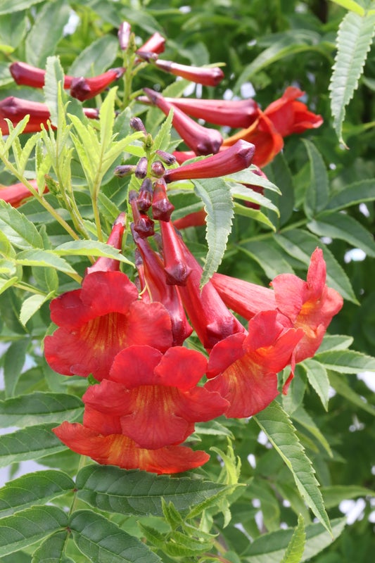Esperanza Chicklet® Red- 2 Gallon