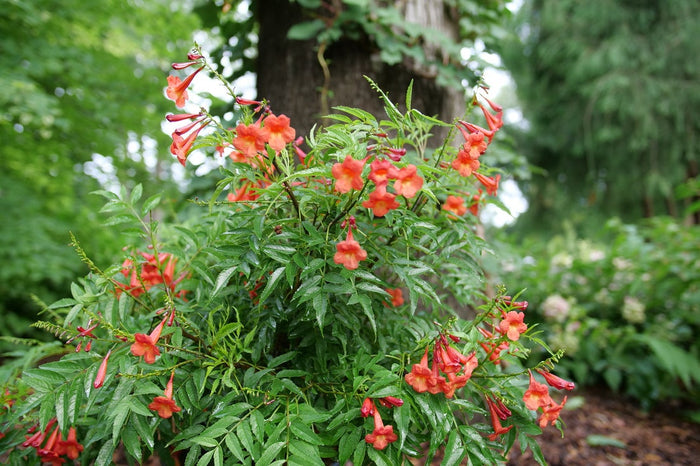 Esperanza Chicklet® Red- 2 Gallon