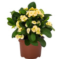 Euphorbia milii 'Maxi Dinni' - 1 Gallon