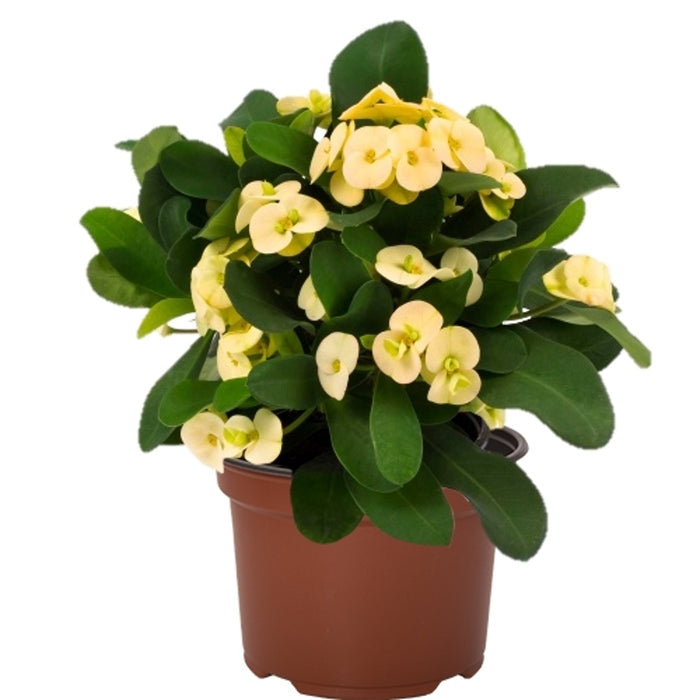 Euphorbia milii 'Maxi Dinni' - 1 Gallon
